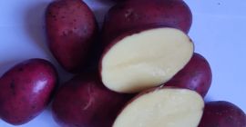 Vendemos papas de Lituania. rojo y amarillo Talla 45+;