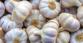 Variedad de ajo blanco normal fresco: (ajo blanco normal