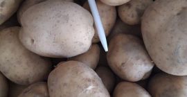 Estoy comprando cebolla y potaotes para el mercado croata.
