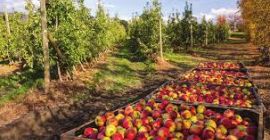 Manzanas ecológicas cultivadas. Las frutas bio cultivadas están disponibles