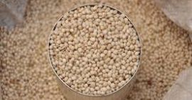 Semillas / granos orgánicos de sorgo. Somos proveedores de