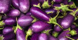 Berenjenas orgánicas para exportación, suministramos nuestras berenjenas en todo