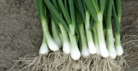 Compro cebollas verdes sabrosas y frescas