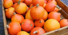 en la temporada 2020 venderé calabazas hokaido en una