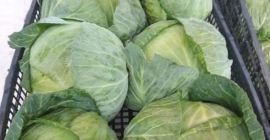 Ofrecemos repollo fresco de invierno de Albania. La col