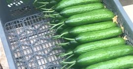 venta de pepino de invernadero, producción propia. Invito. tel.