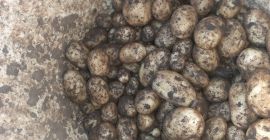 ¡Nuevas papas rumanas, variedad Carrera!