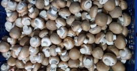 Venderé setas marrones, setas de cardo y shitake