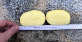 Podemos ofrecer papas amarillas con una calidad perfecta. Kaliber