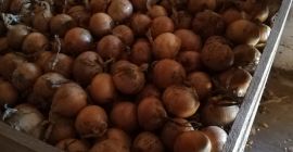 Venderé cebollas en frascos dorados sin cáscara, saco 5-9,