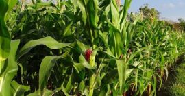 Hola, venderé maíz, 500 toneladas a un precio de