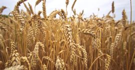 Hola, compraré cualquier cantidad Orkisz / Orkisz Bio /