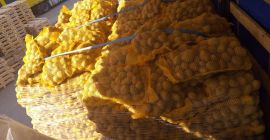 Patatas Fontane en sacos de 10 kg, calibre 50