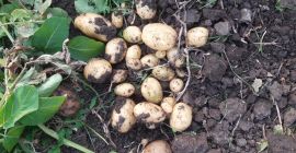 Venden papas nuevas cultivadas en la variedad solar deliciosa