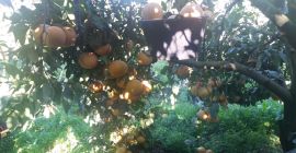 Hola. La venta. Pomelo BIO de Córcega más. Precio: