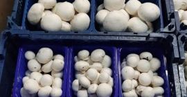 Somos productores de champiñones Somos productores de champiñones blancos. Venderemos setas. Cantidades al