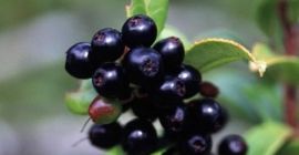 Fresa La fresa de jardín es una especie híbrida