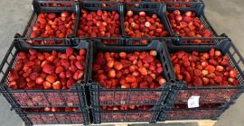 Venderemos fresas. Fresa limpiada o con tallos. Entrega diaria