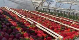 ¡FRESAS DIRECTAMENTE DE UN FABRICANTE EN ALBANIA! Sensacional sabor