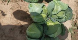 Vendemos col joven de la soleada Uzbekistán. Repollo de