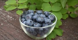 Borówka na Górce cooperará. Somos un productor de arándanos.