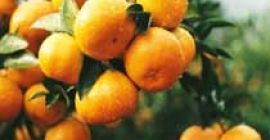 Mandarina fresca Somos un exportador y proveedor de mandarina