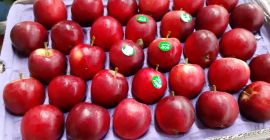 Durante el año en stock tenemos: Royal Gala Granny