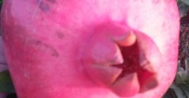 Tenemos un acuerdo directo con la Cooperativa de Producción