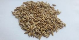 Material de siembra Ofrezco cebada, cosecha 2019.El grano es