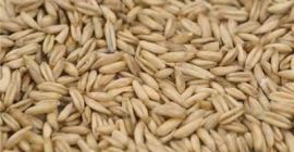 Vendemos avena, cebada, trigo y otros tipos de cereales