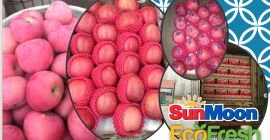 Grado 1 Manzanas Fuji de China. Marca: SunMoon (Auténtico)