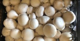 Venderé champiñones frescos directamente del productor. Para cantidades mayores,
