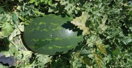 Sandías exportadas de Grecia ... hacemos coincidir el pedido