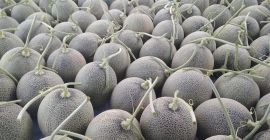 Estimado señor / señora Procom es un importante proveedor