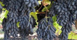 Estimado señor / señora Procom es un importante proveedor