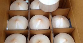 TIPO: Coco verde, Coco de corte superior, Coco de