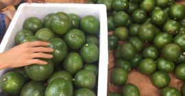 Aguacate de cabina fresca / Aguacate Hass Calidad premium