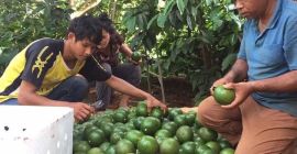 Tropical Fresh Juicy Sweet Longan Nombre de fruta: LONGAN.