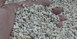 Cártamo bávaro 98% 9% Worki, begi Tarifa para una