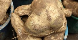 Tenemos batatas frescas de nuestra granja, buscamos patrocinio internacional