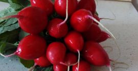 Venderé rábano, cebollino y perejil. Más tarde habrá lechuga,