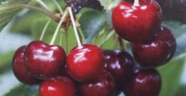 Pequeña granja en Bulgaria tiene jardín de cerezos con