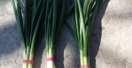 Vendo una línea de cebolla verde 4 hilos 0.5lei.