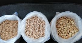 Guisantes enteros, fuertes, paquete de 50 kg, 500 T