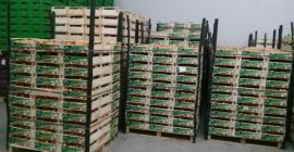 Depende del tamaño, el precio de las condiciones de