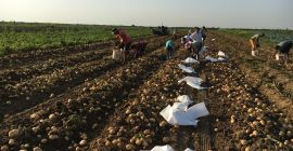 Estoy vendiendo aproximadamente 500 toneladas de papas de alta