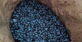Venderé arándanos, congelados, de muy buena calidad, embalados en