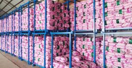 Somos un gran proveedor de producción de ajo blanco