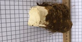 OFERTA DE PRODUCTOS HORIZONTALES HORIZONTALES UCRANOS ORGÁNICOS en la