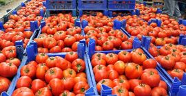 Hemos estado vendiendo frutas y verduras de Turquía. Por